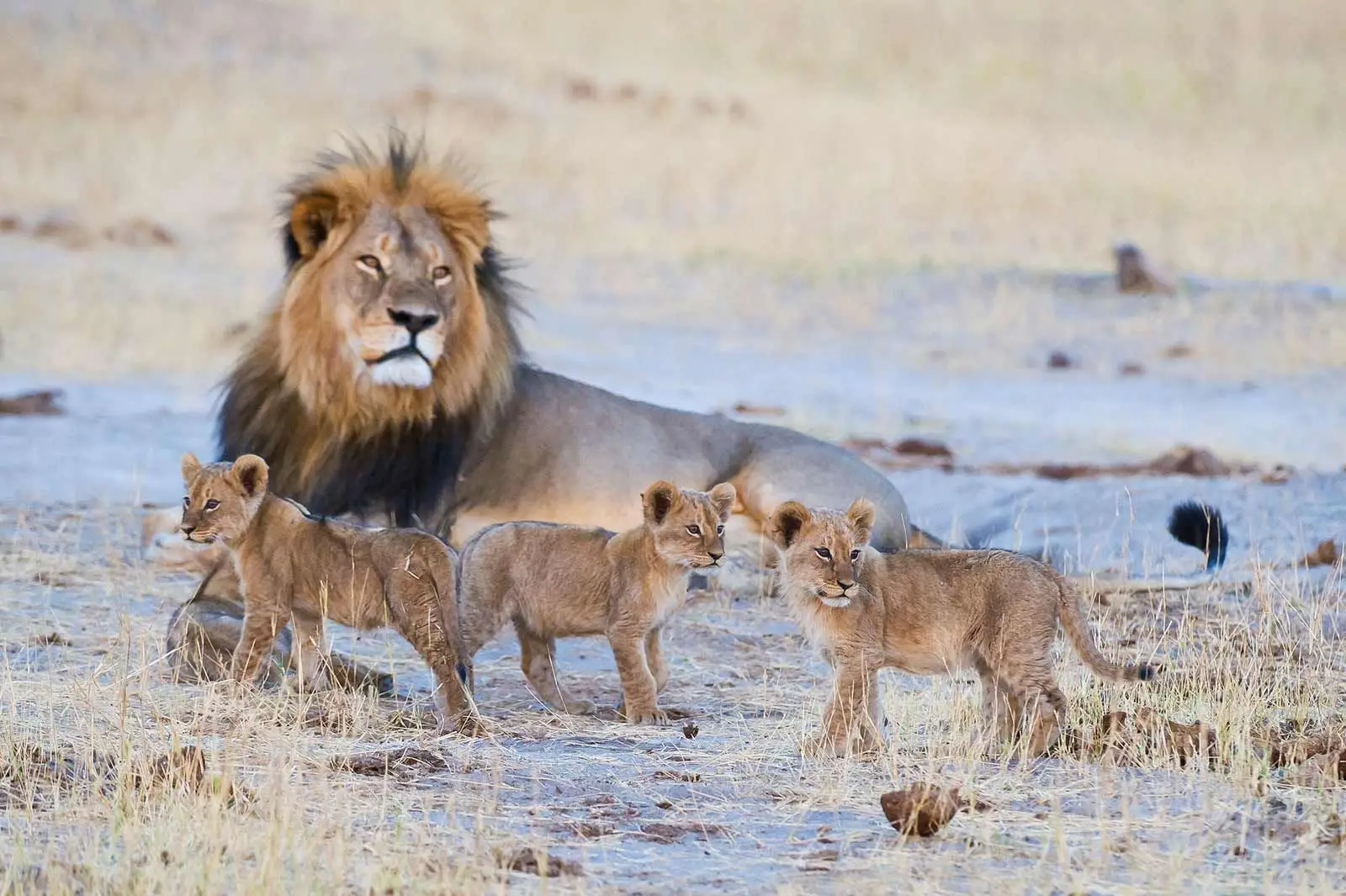 Hwange National Park Zimbabwe