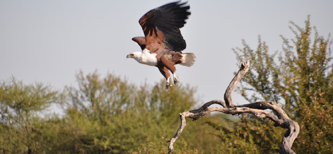 AfricanFishEagle-01