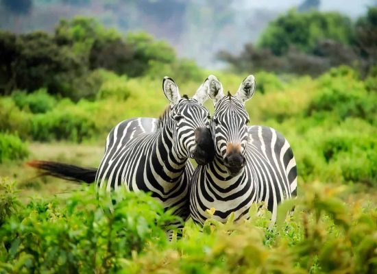 Chobe-Day-Trip-1