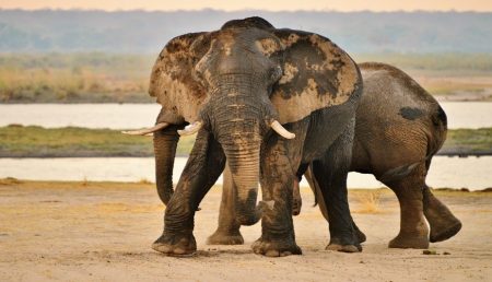 Chobe-photographic-Tour-10