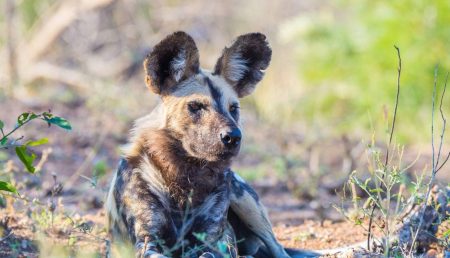 Zimbabwe-Hwange-Wild-Dog