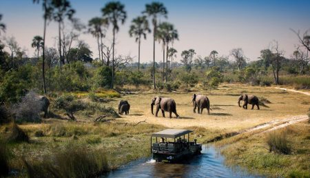 botswana-chobe-elephant