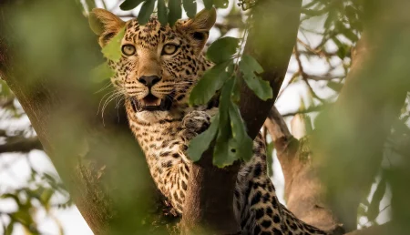 leopard-in-tree-chobe-B8A5060